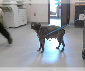 Medium American Pit Bull Terrier Mix
