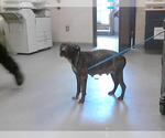 Small American Pit Bull Terrier Mix
