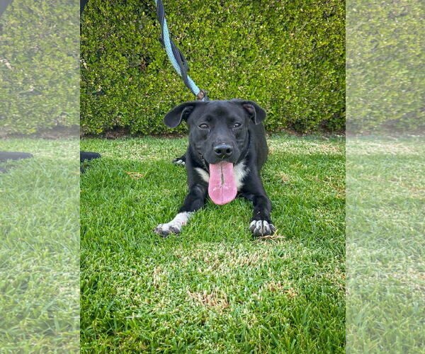 Medium Photo #7 Labrador Retriever-Unknown Mix Puppy For Sale in San Diego, CA, USA