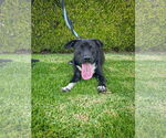 Small #6 Labrador Retriever Mix