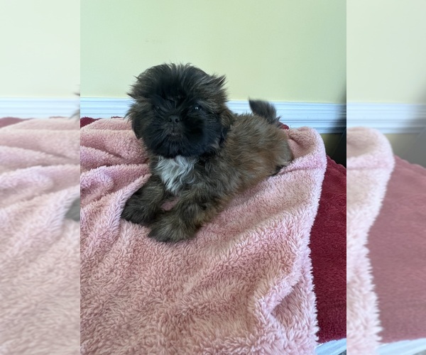 Medium Photo #3 Shih Tzu Puppy For Sale in WINGATE, NC, USA