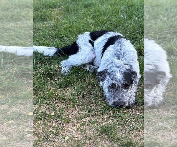 Medium Photo #12 Mutt Puppy For Sale in Sandy, UT, USA