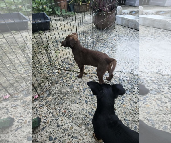 Medium Photo #4 Vizsla-Weimaraner Mix Puppy For Sale in Virginia Beach, VA, USA