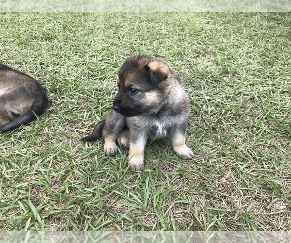 Medium Photo #28 German Shepherd Dog Puppy For Sale in ZEPHYRHILLS, FL, USA