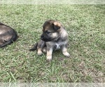 Small Photo #28 German Shepherd Dog Puppy For Sale in ZEPHYRHILLS, FL, USA