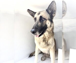 German Shepherd Dog Dogs for adoption in Houston, TX, USA