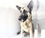 Small German Shepherd Dog