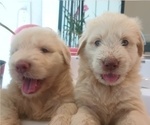 Small #5 Goldendoodle
