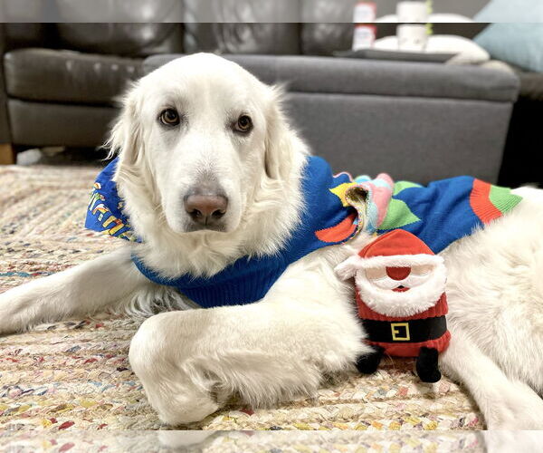 Medium Photo #23 Great Pyrenees Puppy For Sale in Spring, TX, USA