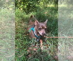 Small #7 Chihuahua