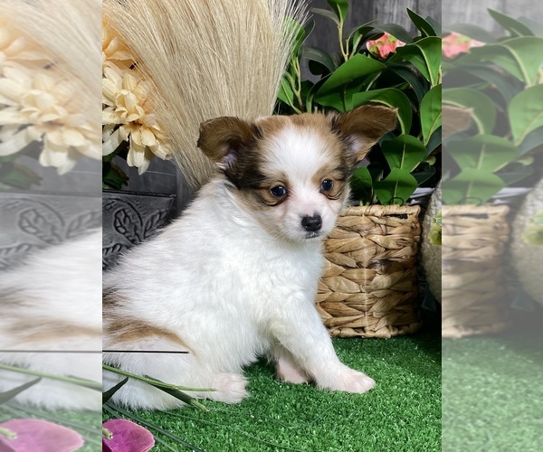 Medium Photo #3 Papillon Puppy For Sale in CANOGA, NY, USA