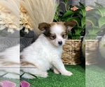 Small #2 Papillon