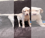 Puppy Puppy 6 Labrador Retriever
