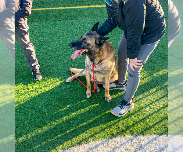 Medium Photo #1 German Shepherd Dog Puppy For Sale in Millburn, NJ, USA