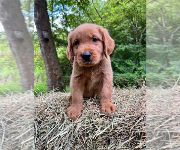 Medium Photo #1 Golden Retriever Puppy For Sale in KINGSPORT, TN, USA