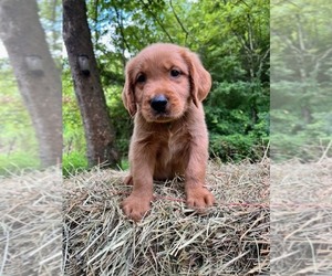 Golden Retriever Puppy for sale in KINGSPORT, TN, USA