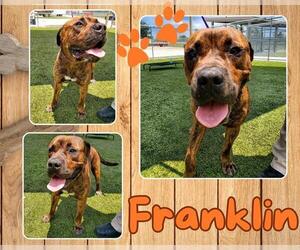 American Pit Bull Terrier Dogs for adoption in Pearland, TX, USA