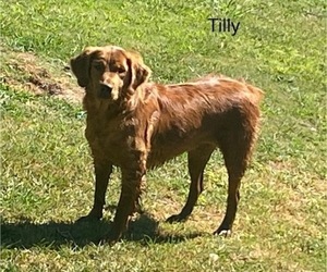 Mother of the Golden Retriever puppies born on 07/29/2025