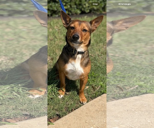 Medium Photo #2 Mutt Puppy For Sale in Dallas, TX, USA