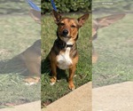 Small #1 Mutt