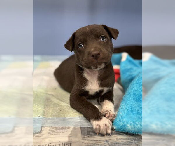 Medium Photo #1 Mutt Puppy For Sale in San Bernardino, CA, USA