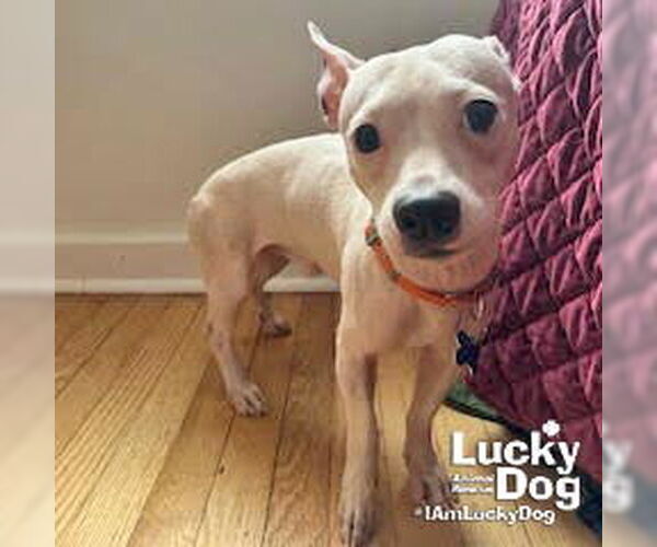 Medium Photo #4 Chihuahua-Unknown Mix Puppy For Sale in Washington, DC, USA