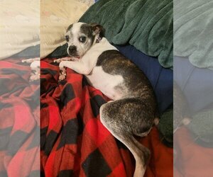 Boston Terrier-Italian Greyhound Mix Dogs for adoption in Little Elm, TX, USA