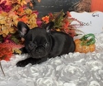 Small #1 French Bulldog