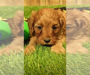 Cavapoo Puppy for sale in SAN TAN VLY, AZ, USA