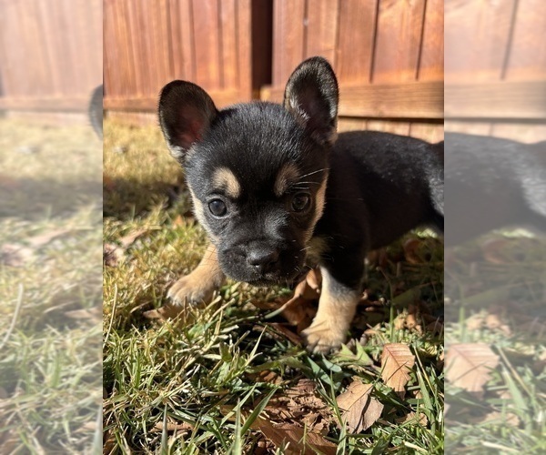 Medium Photo #13 French Bulldog Puppy For Sale in NORTH LAS VEGAS, NV, USA