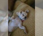 Small #3 Poodle (Miniature) Mix