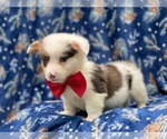 Small Photo #8 Pembroke Welsh Corgi Puppy For Sale in LAKELAND, FL, USA