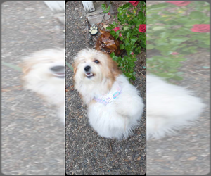 Mother of the Maltipoo puppies born on 06/22/2025