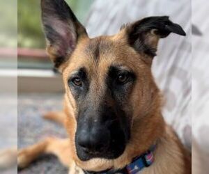 German Shepherd Dog Dogs for adoption in Cupertino, CA, USA