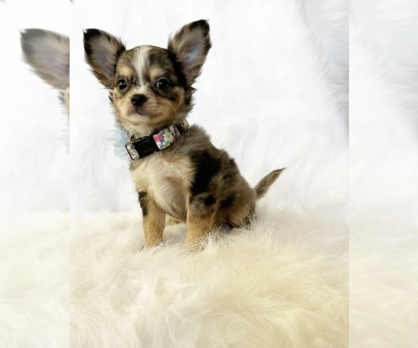 Medium Photo #2 Chihuahua Puppy For Sale in SACRAMENTO, CA, USA
