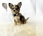 Small #1 Chihuahua
