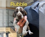 Small Photo #9 Wirehaired Pointing Griffon Puppy For Sale in LEBANON, OH, USA
