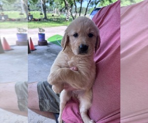 Golden Retriever Puppy for sale in RICHMOND, TX, USA