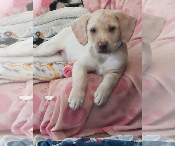 Medium Photo #1 American Bulldog-Unknown Mix Puppy For Sale in Sanford, FL, USA