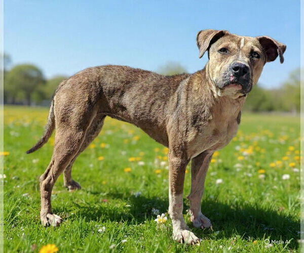 Medium Photo #6 Mutt Puppy For Sale in Talladega, AL, USA