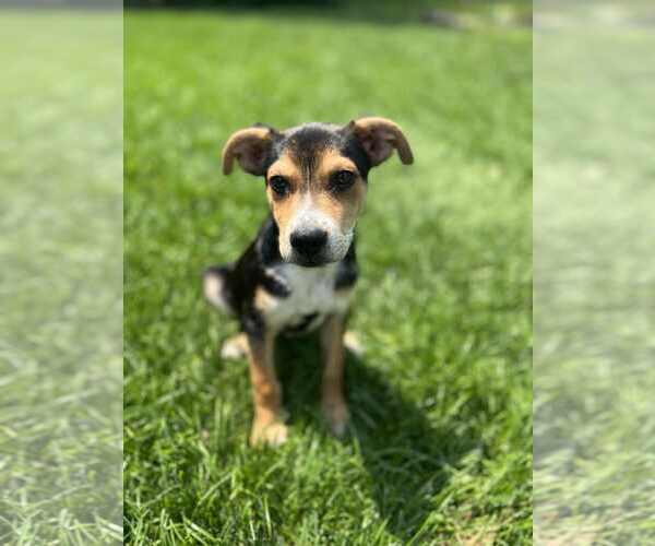 Medium Photo #2 Mutt Puppy For Sale in Coralville, IA, USA