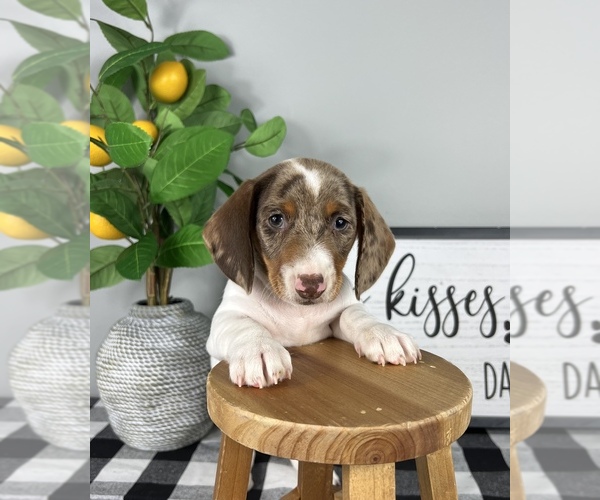 Medium Photo #4 Dachshund Puppy For Sale in FRANKLIN, IN, USA
