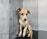 Small American Staffordshire Terrier Mix
