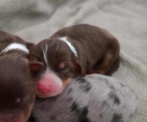 Australian Shepherd Puppy for sale in WESTFIELD, MA, USA