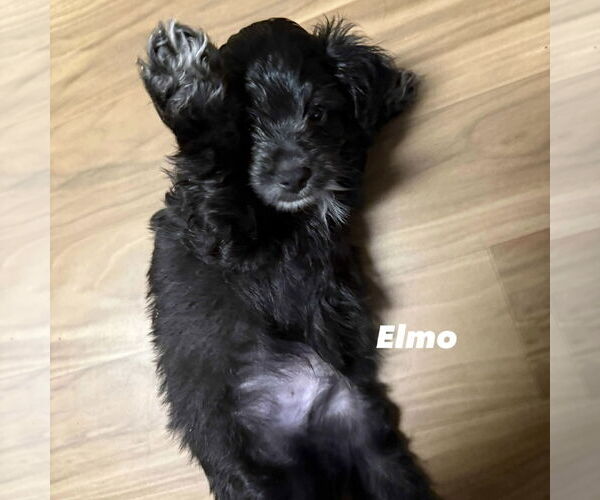 Medium Photo #3 Mutt Puppy For Sale in Spring Lake, NC, USA