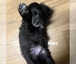 Small #2 Mutt