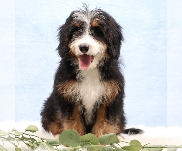 Medium Photo #1 Bernedoodle (Miniature) Puppy For Sale in LIVINGSTON, WI, USA