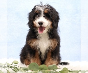 Bernedoodle (Miniature) Puppy for sale in LIVINGSTON, WI, USA