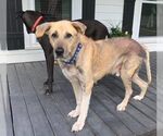 Small #8 Great Pyrenees Mix