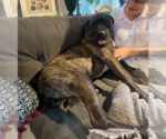Small #2 Mastiff